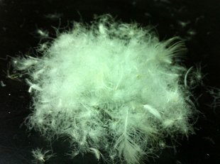 量大从欢迎订购白鸭绒,含绒量80%羽绒水洗羽绒白鸭绒