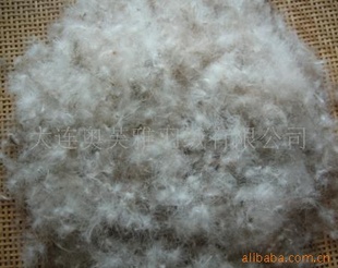 直供批发高品欧标70%羽绒,灰鸭,白鸭绒