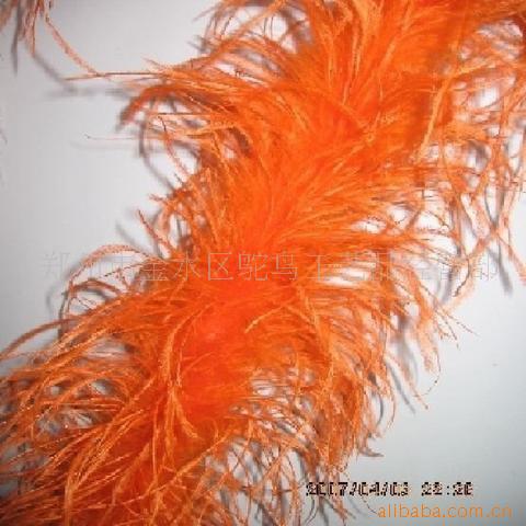 Ostrichhairlaceë