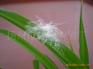 ݸȪůԺޱ