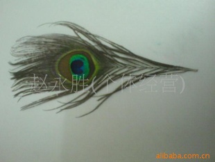 ȸë25-30cmֻͬ