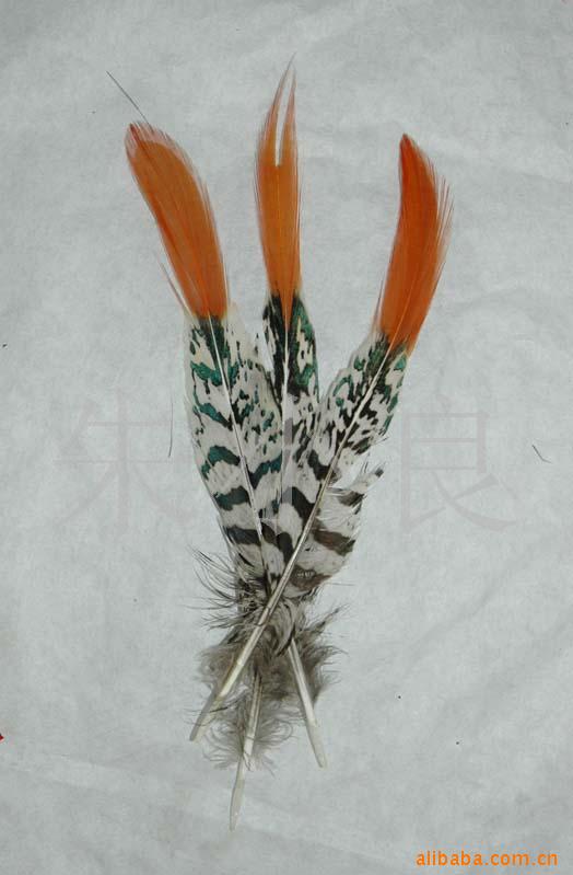 野鸡毛,各种羽毛制品,驼鸟毛,火鸡毛,箭羽,各