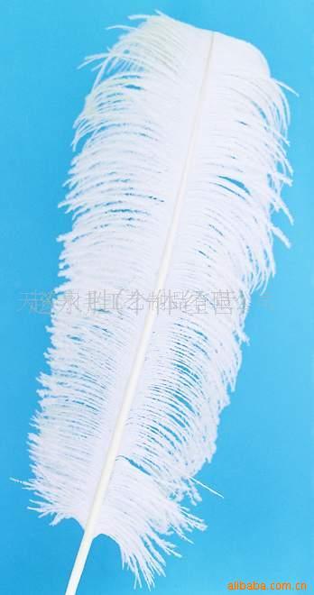 羽毛,羽毛工艺品,鸡毛,羽毛条,火片条,鸵鸟毛