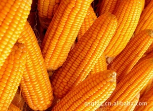 ӭ