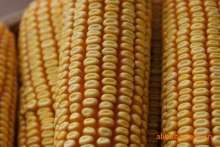 ʻףҶ