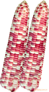 ձ̲Ŵ