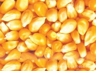 Ķ