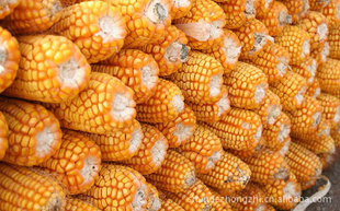 Żӭ