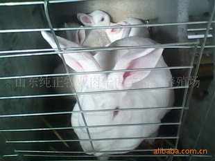 2011年獭兔价格2011年獭兔价格行情今年獭兔价格预测