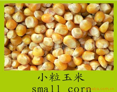 小粒玉米