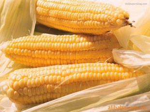 ֱ