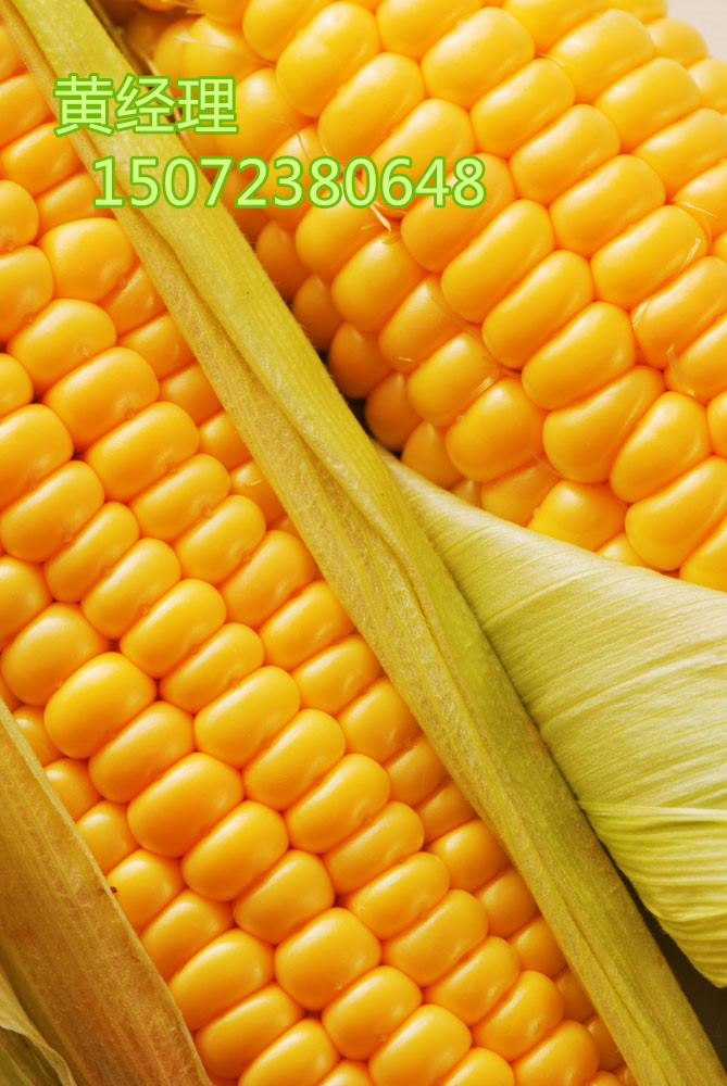 ֽչ