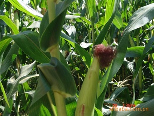 corn