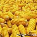 红福星张现金大量收购玉米小麦大豆等