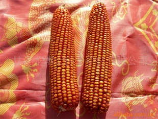 ӽ