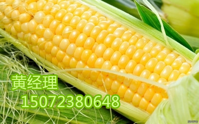 ֽ󹺣Сɲ϶Ƥ˱
