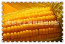 ũԲ