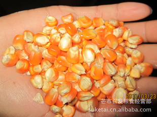 ṩͻһcornmaize