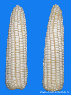 Ŵ׸-Ŵ2000