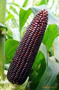 պŴ