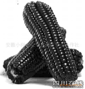 Сڴز
