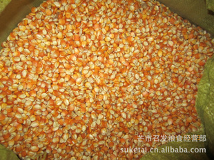 13201cornmaize