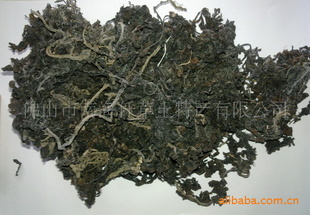 ӡβ|sargassum|23һ|㺣