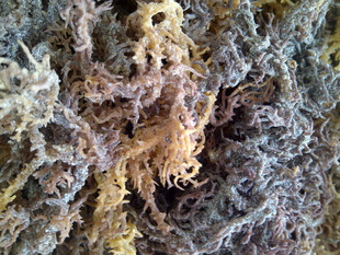 /SPINOSUM-ӡֱӷNֲ