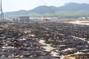 渤海湾长岛今年干海带