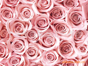 Ʒֻ˰38*28CB38284