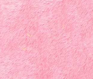 ë