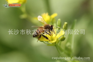 ƷQSϱر豸