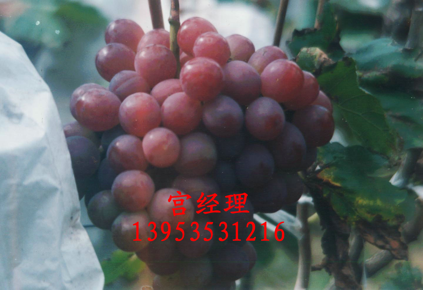 Ӧ½Ѵ.ֽ