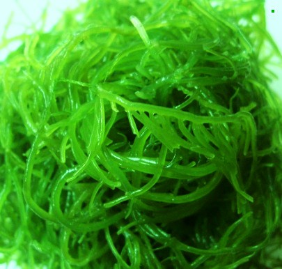 海发菜/龙须菜