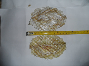 ڿƬ10KG