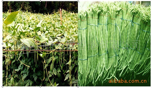 ֲ̣޹лʳƷڼ