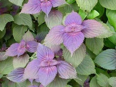 ҶȡӢFoliumPerillae