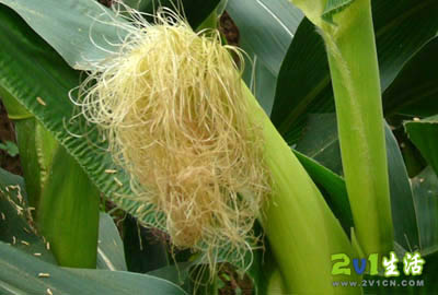 ȡ