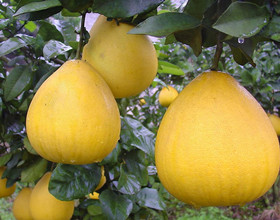 Ũ