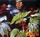 ҶNotoginsengleafsaponin