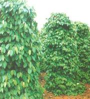 ҹӦPiperine
