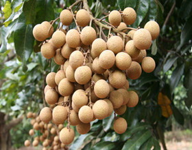 ԲŨ