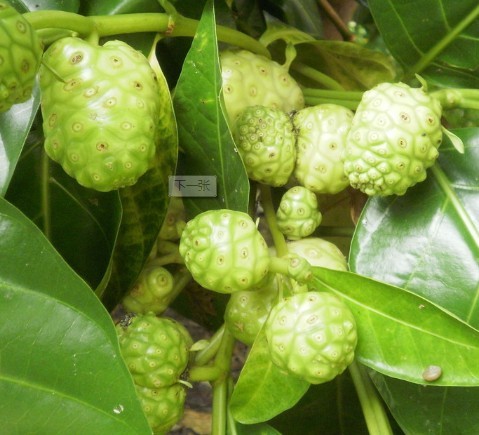 ŵȡŵ