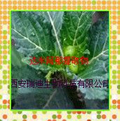 ҴװȡDamianaextract