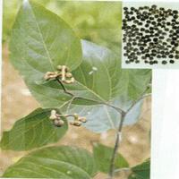 חȡJapaneseRaisinTreeSee
