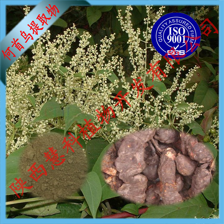 ȡRadixpolygonimulitifl