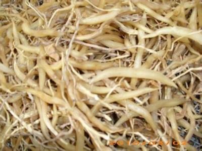 춬ȡRadixAsparagiExtract
