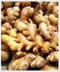 ȡGingerP.E.
