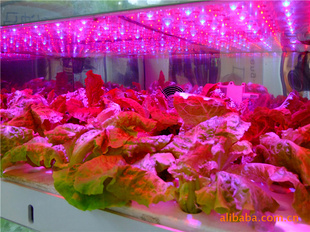 LED