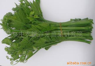 南瓜苗及芽苗菜,,水培蔬菜,致富,农村